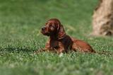 SETTER IRLANDAIS 176